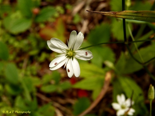 {Stellaria graminea}